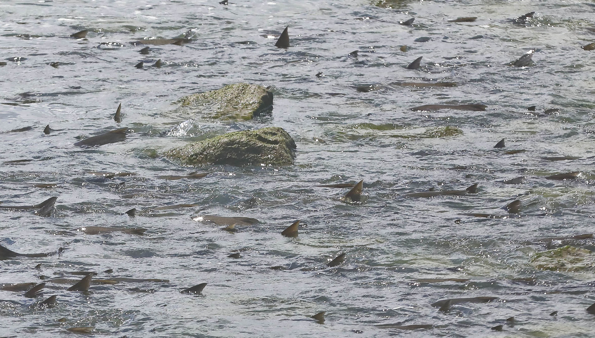 Asian_Carp 5 7.11.19.JPG